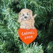 A Cute Puppy!